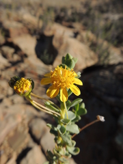 Euryops imbricatus