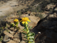 Euryops imbricatus