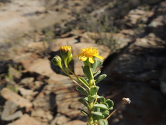 Euryops imbricatus