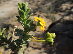 Euryops imbricatus