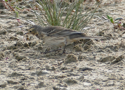 Bisbita pechianteado (Anthus rubescens)