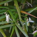 Geitonoplesium cymosum - Photo (c) Margaret Donald, algunos derechos reservados (CC BY-NC-ND)