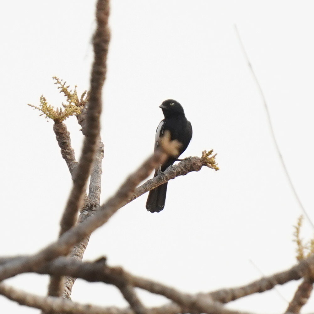 White-shouldered Black-Tit illustration