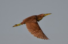 Ixobrychus cinnamomeus