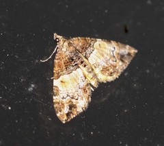 Chrysolarentia phaedra