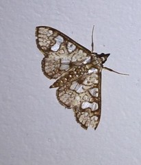 Glyphodes canthusalis