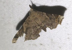 Esthlodora variabilis