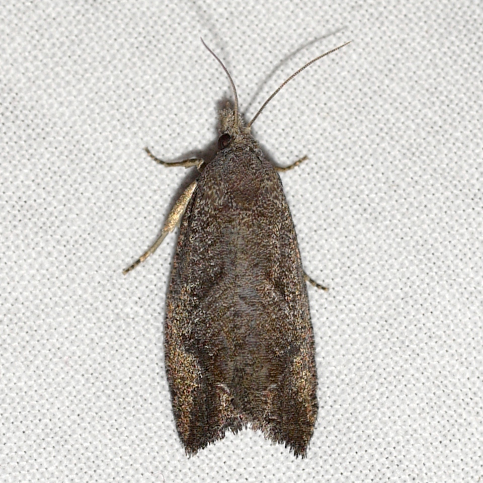 Eucosma sombreana