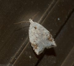 Zonopetala paroospila