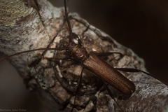 Xystrocera virescens