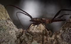 Xystrocera virescens