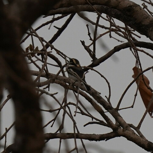 Senegal Batis (Batis senegalensis), photo 5