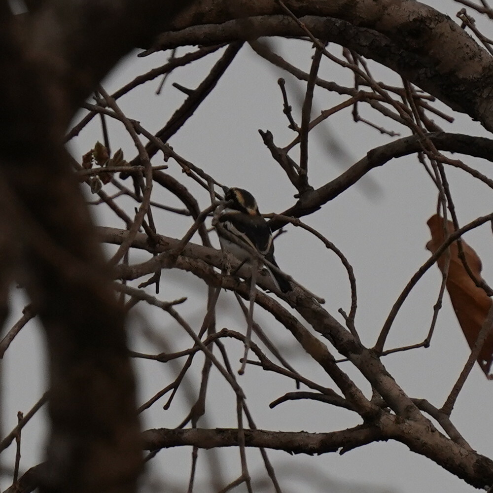 Senegal Batis (Batis senegalensis), photo 1