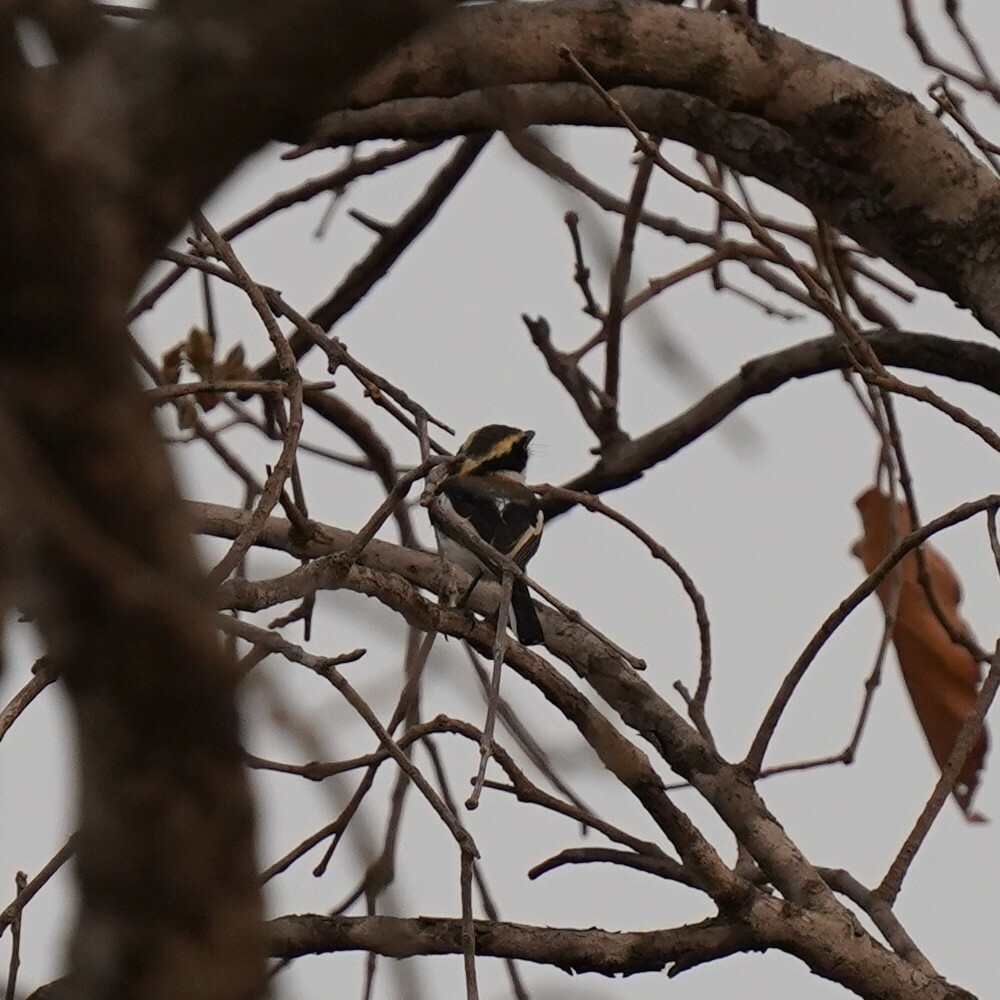 Senegal Batis (Batis senegalensis), photo 2