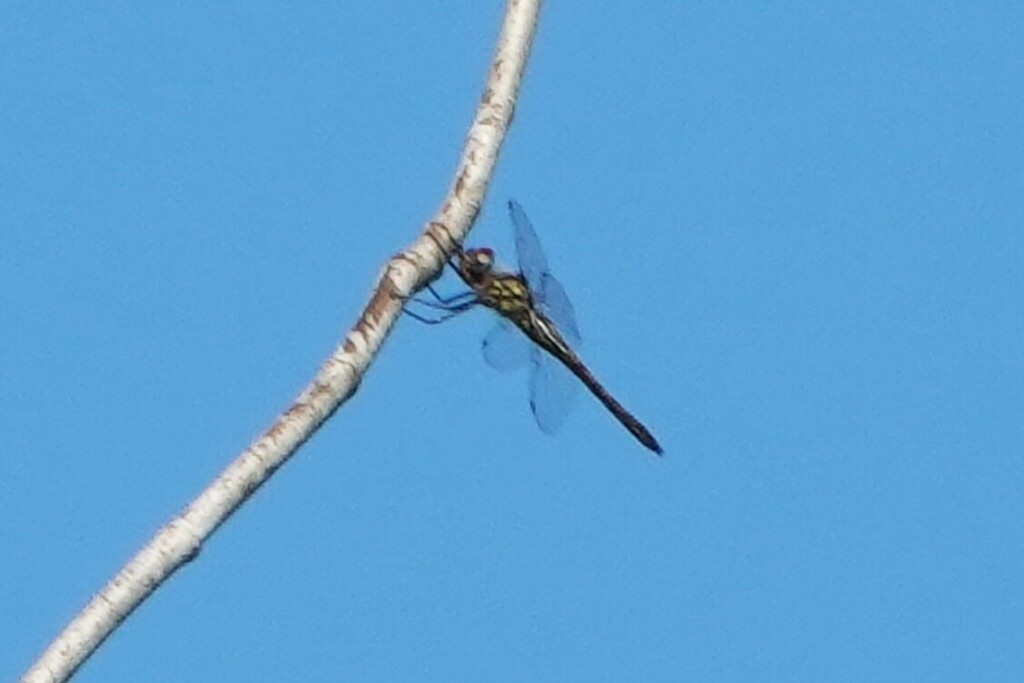 Sepia Baskettail