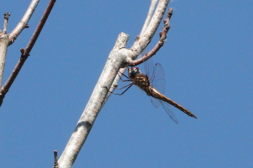Sepia Baskettail photo 3
