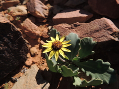 Othonna auriculifolia