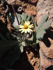 Othonna auriculifolia