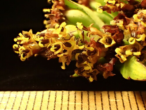 Dubautia imbricata
