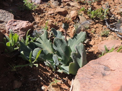 Othonna auriculifolia