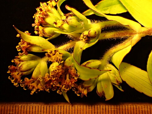 Dubautia imbricata ssp. acronaea