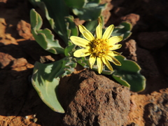 Othonna auriculifolia