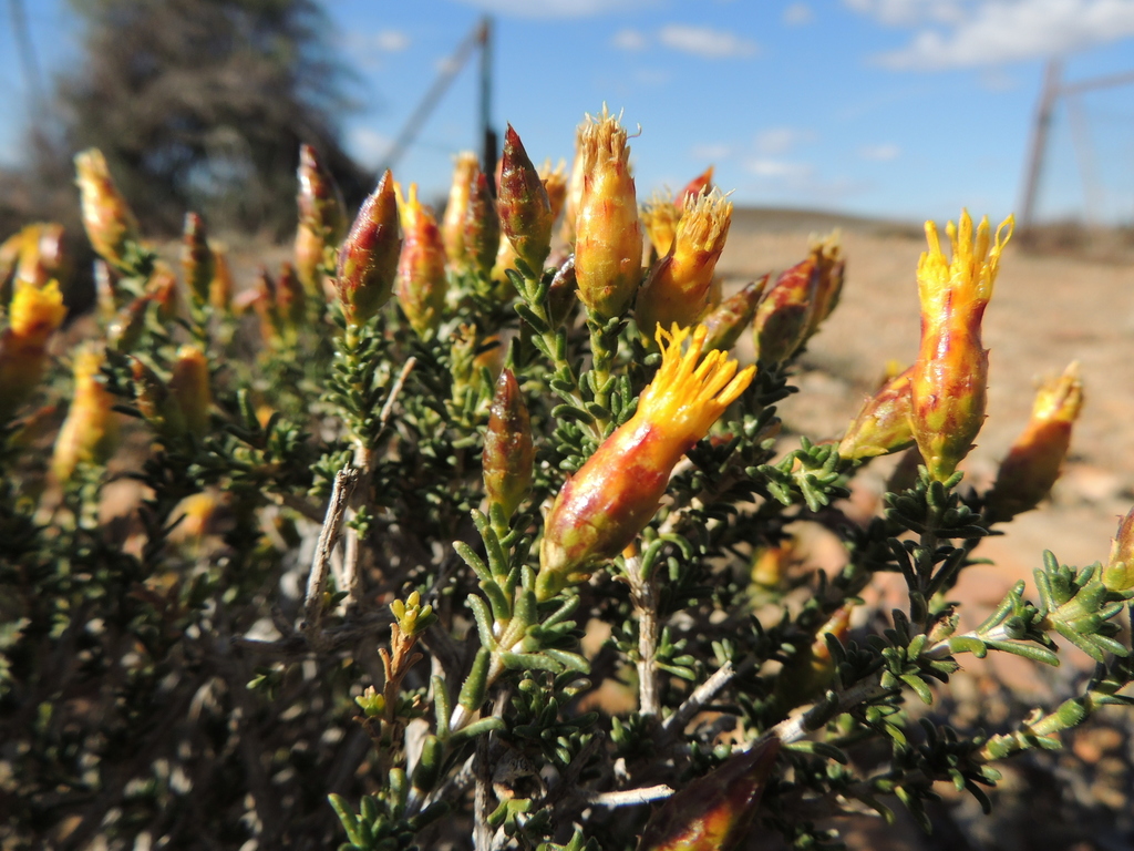 Pteronia mucronata