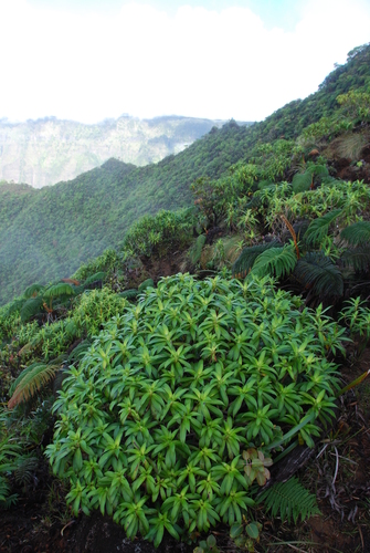 Dubautia imbricata