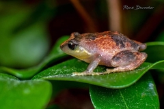 Colonia Robber Frog photo 3