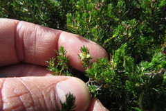 Cliffortia subsetacea