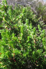 Cliffortia subsetacea