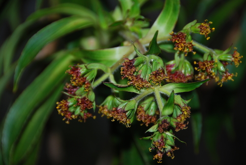 bog dubautia (Dubautia imbricata)