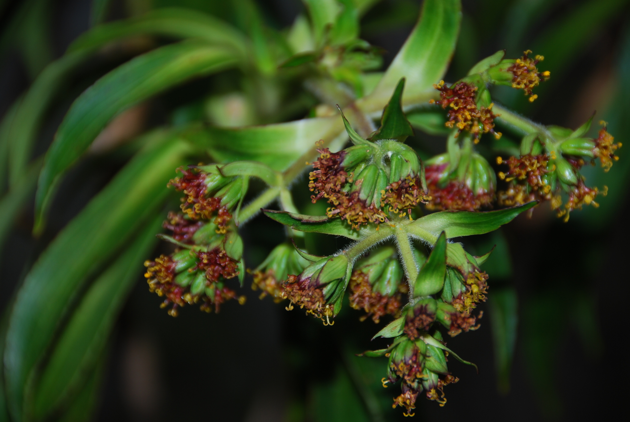 Dubautia imbricata