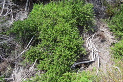 Cliffortia subsetacea