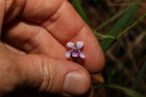 Image of Viola silicestris by (c) Greg Tasney, some rights reserved (CC BY-SA)