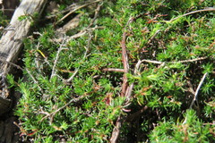 Cliffortia subsetacea