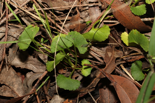 Image of Viola silicestris by (c) Greg Tasney, some rights reserved (CC BY-SA)