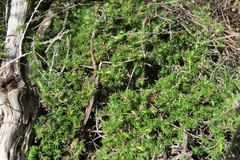 Cliffortia subsetacea