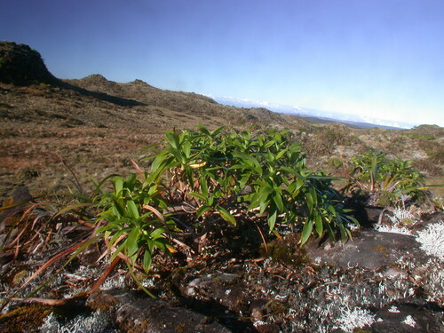 Dubautia imbricata