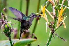 Hispaniolan Emerald photo 5