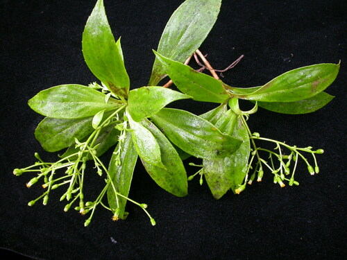 Dubautia knudsenii ssp. filiformis
