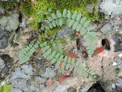 Asplenium resiliens