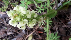 Pterygodium volucris