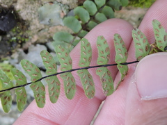 Asplenium resiliens