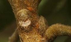 Entomobrya atrocincta