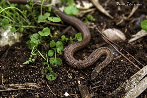 Haitian Groundsnake