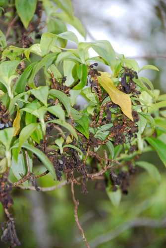 Dubautia knudsenii ssp. knudsenii