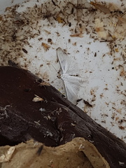Diaphania glauculalis