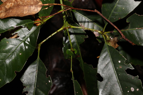 Image of Karrabina benthamiana by (c) Greg Tasney, some rights reserved (CC BY-SA)
