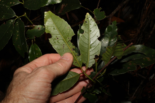 Image of Karrabina benthamiana by (c) Greg Tasney, some rights reserved (CC BY-SA)